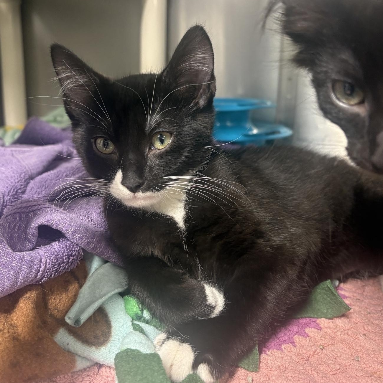 Enlarge Swiss Roll, a ADOPTABLE Domestic Medium Hair in Saint Charles, MO image 1/2