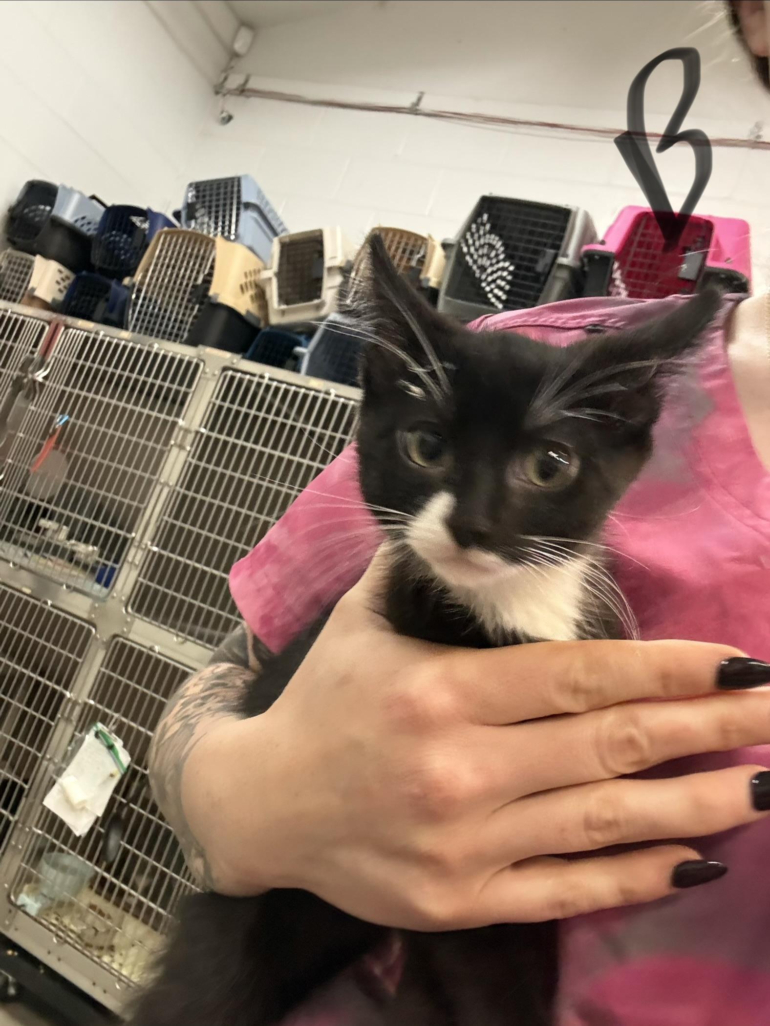 Enlarge Swiss Roll, a ADOPTABLE Domestic Medium Hair in Saint Charles, MO image 2/2