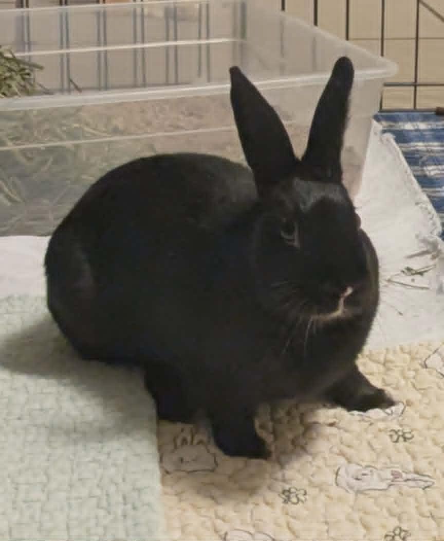 Sammy, Adoptable, Adult Male Bunny Rabbit.