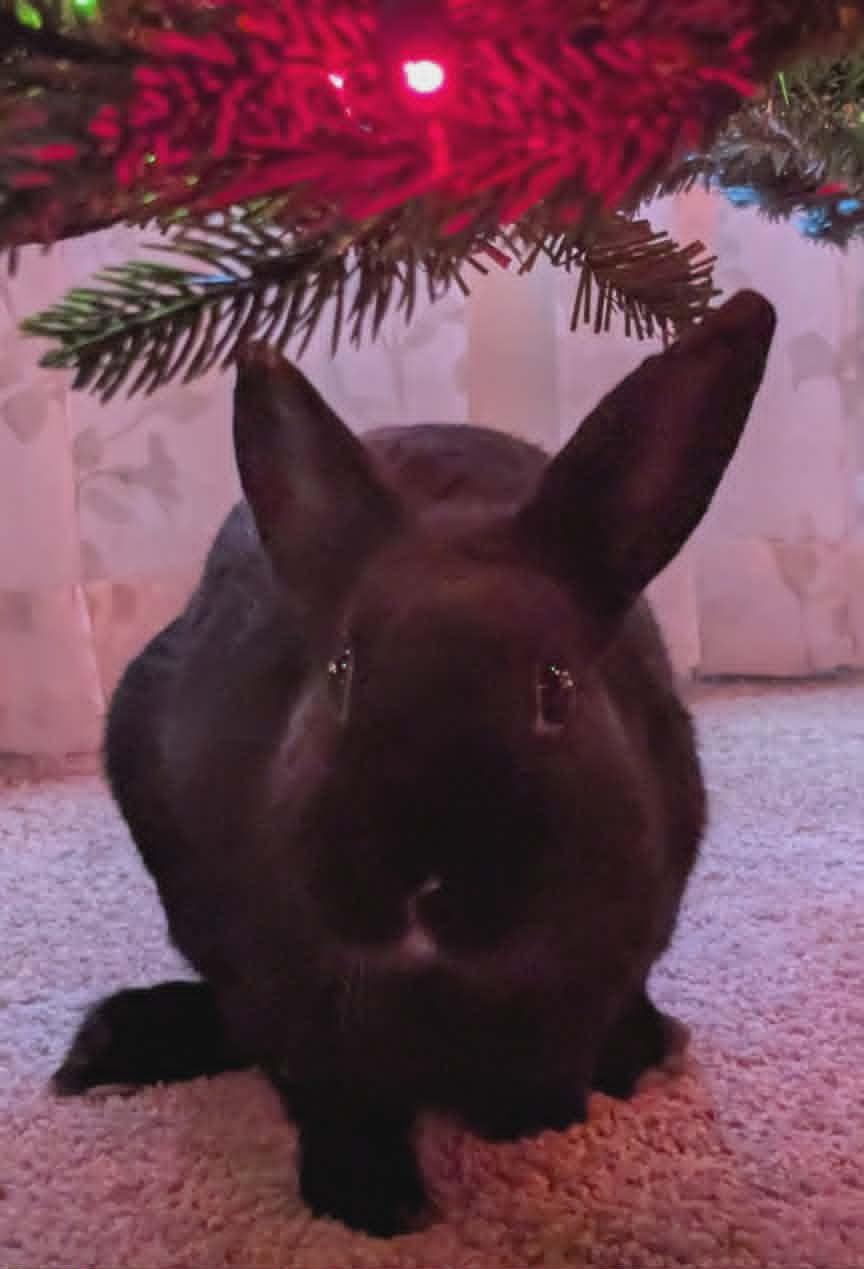 Sammy, a Adoptable Bunny Rabbit in Columbus, OH image 2/3