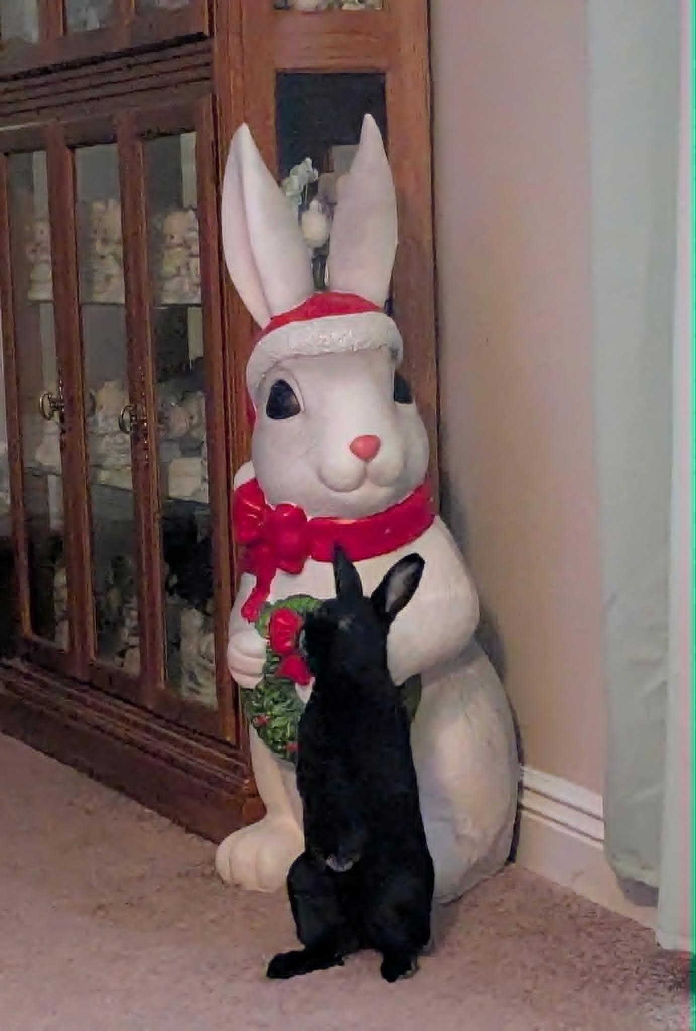 Sammy, a Adoptable Bunny Rabbit in Columbus, OH image 3/3