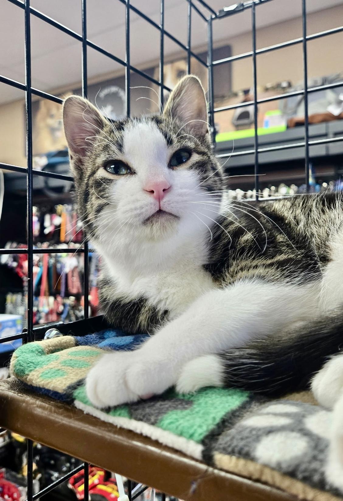 Chestnut-Pet Valu Port Credit, adopted, Young Male Domestic Short Hair.