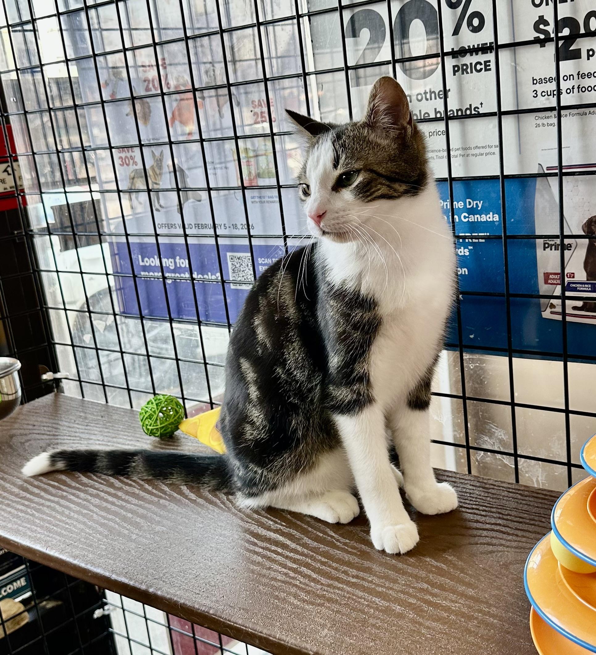 Enlarge Chestnut-Pet Valu Port Credit, an adopted Domestic Short Hair in Mississauga, ON image 3/6