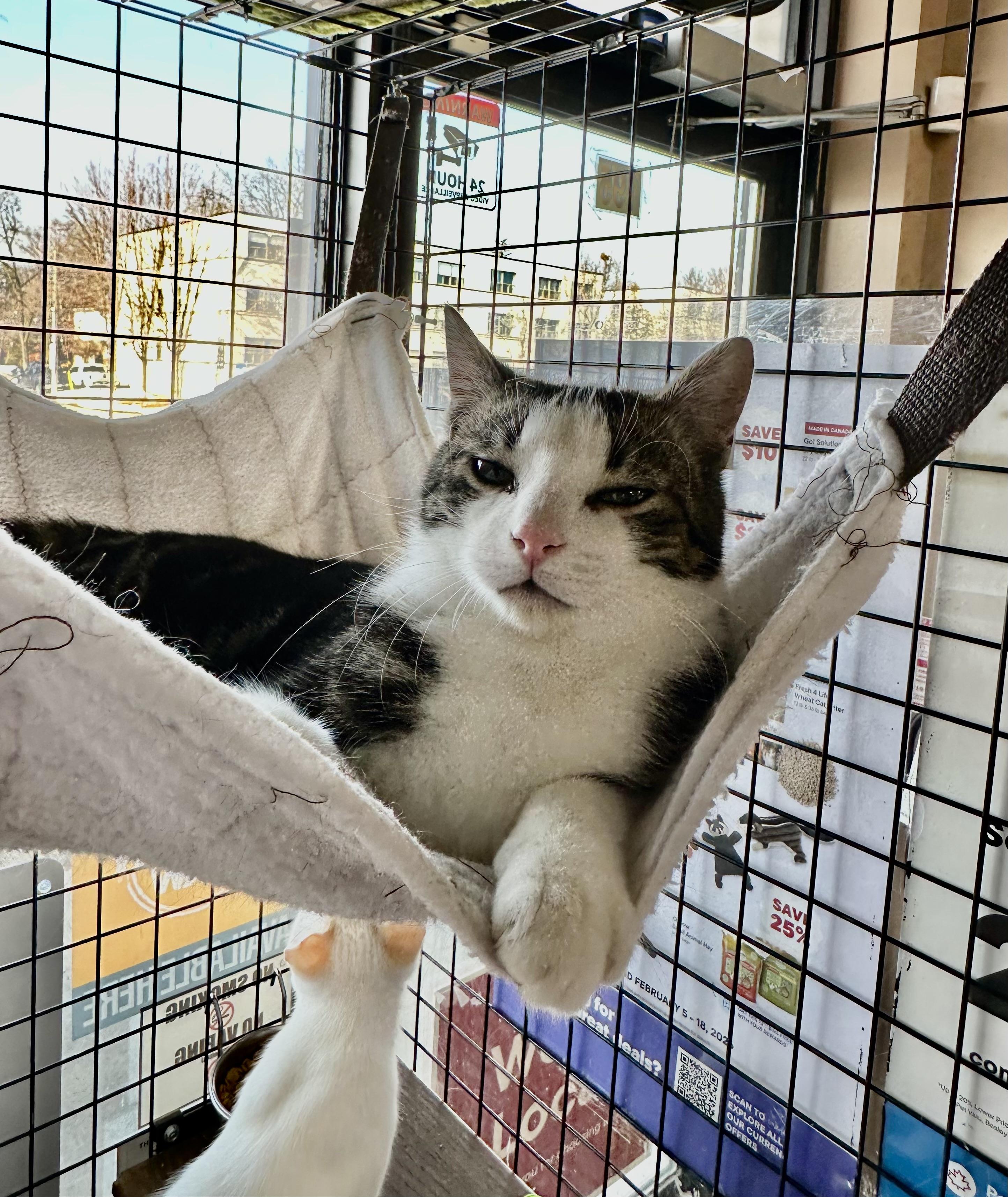 Enlarge Chestnut-Pet Valu Port Credit, an adopted Domestic Short Hair in Mississauga, ON image 6/6