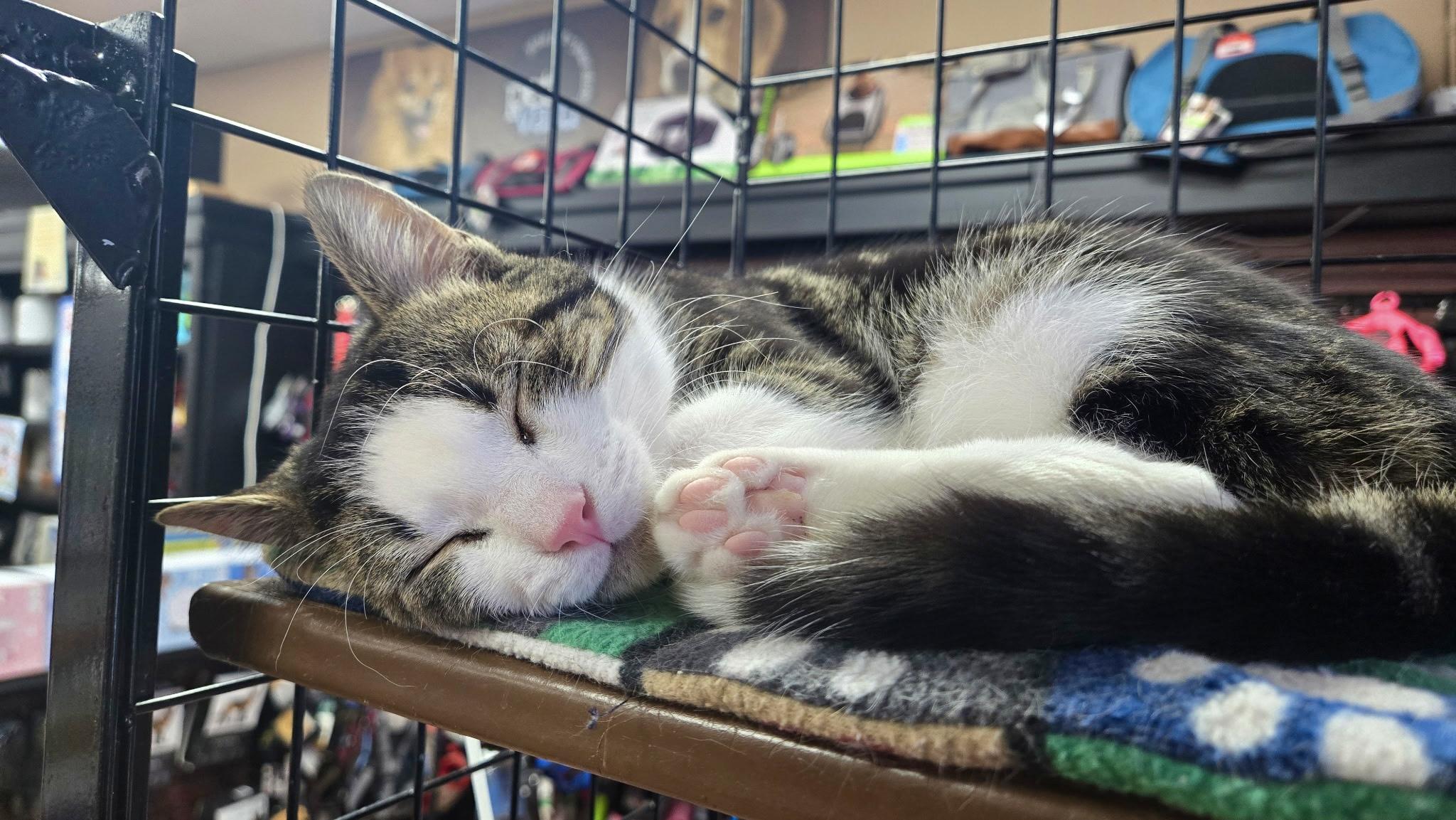 Enlarge Chestnut-Pet Valu Port Credit, an adopted Domestic Short Hair in Mississauga, ON image 4/6