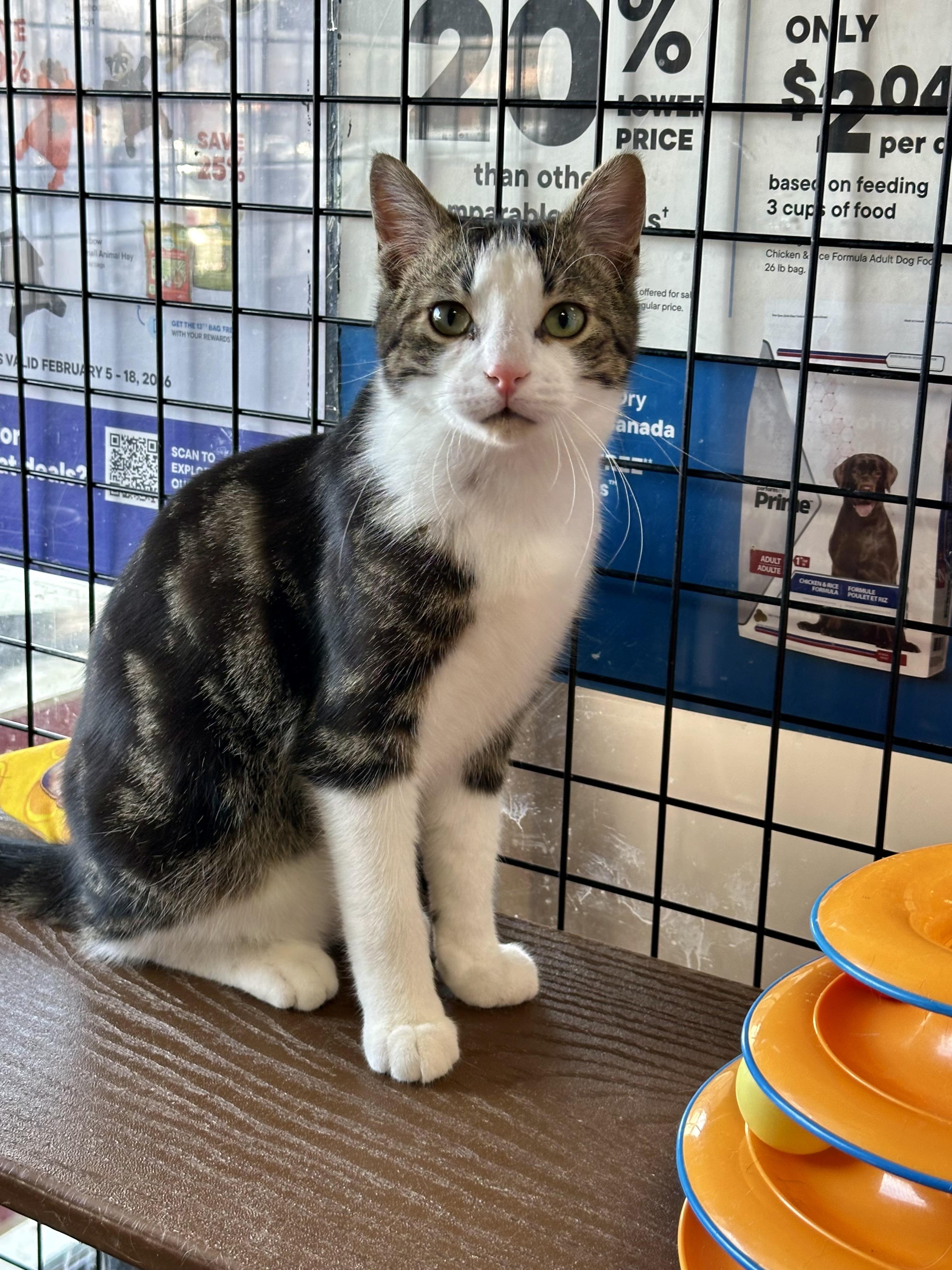 Enlarge Chestnut-Pet Valu Port Credit, an adopted Domestic Short Hair in Mississauga, ON image 5/6