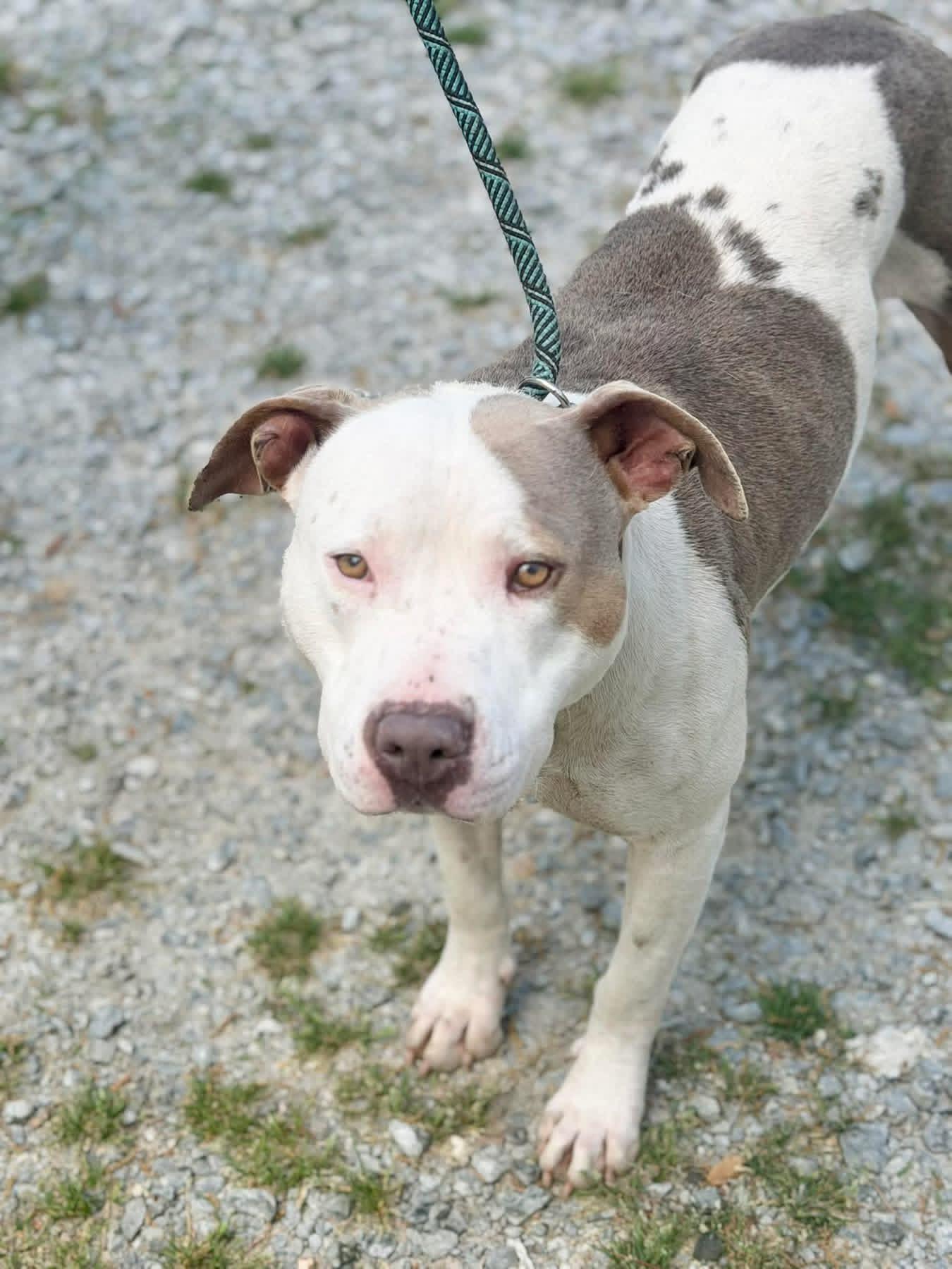 Enlarge Molly, a ADOPTABLE mixed breed in Elizabethtown, NC image 1/1