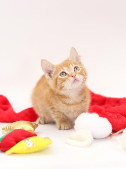 Ollie, Adoptable, Kitten Male Domestic Short Hair & Domestic Short Hair.