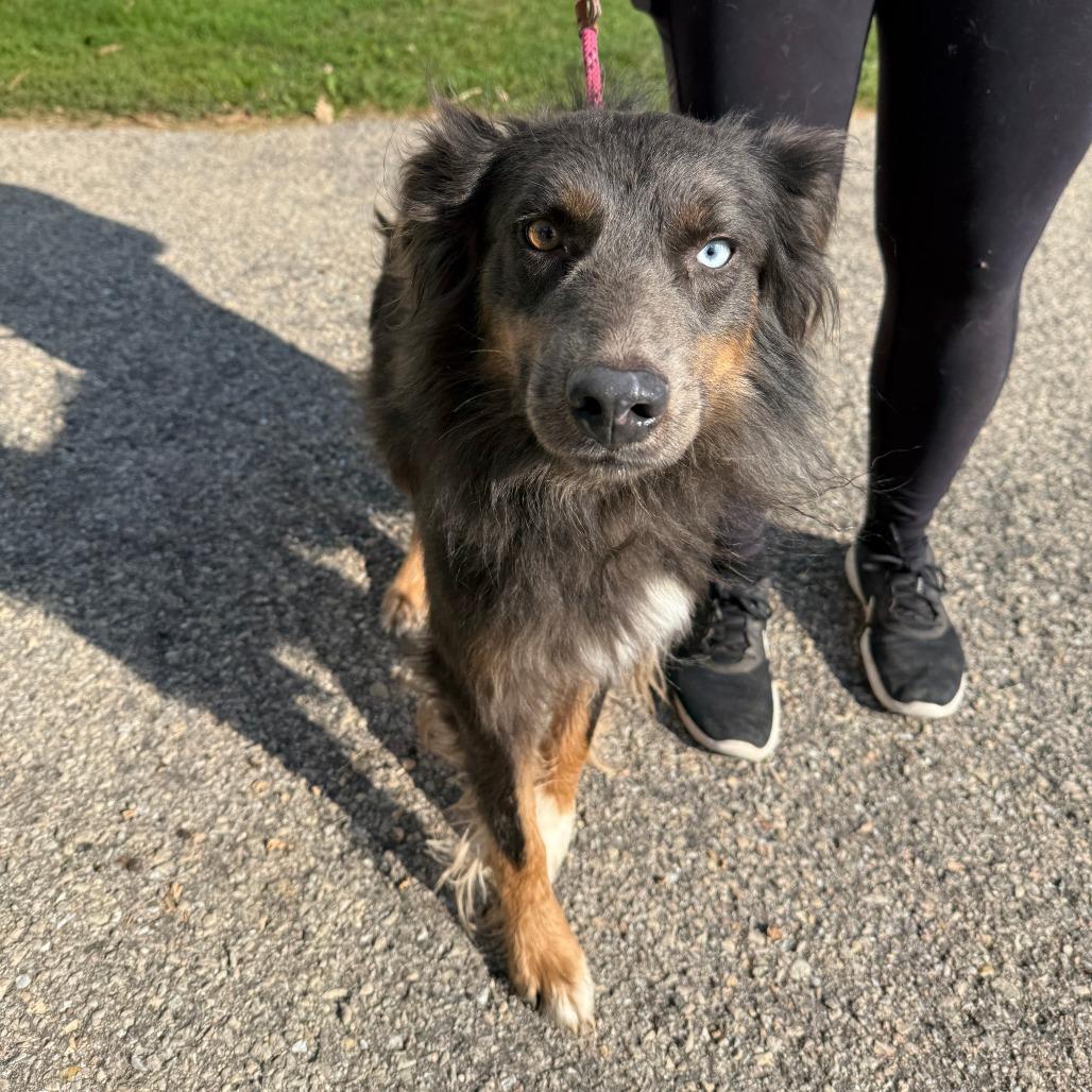 Tango, Adoptable, Adult Male Australian Shepherd & Mixed Breed.