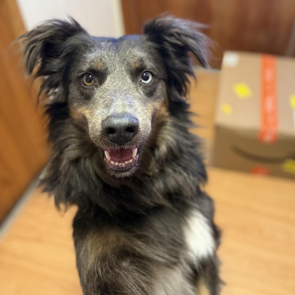 Tango, a Adoptable mixed breed in Madison, WI image 2/4