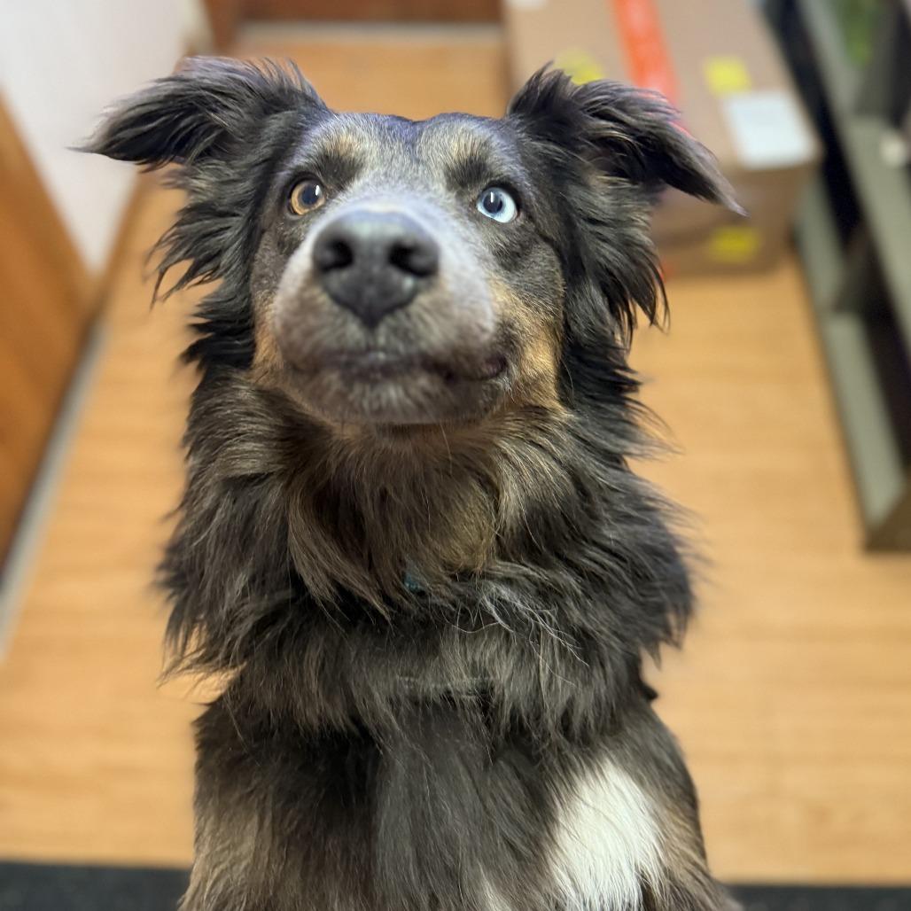 Tango, a Adoptable mixed breed in Madison, WI image 3/4