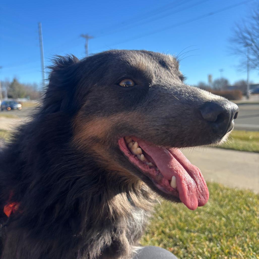 Tango, a Adoptable mixed breed in Madison, WI image 4/4