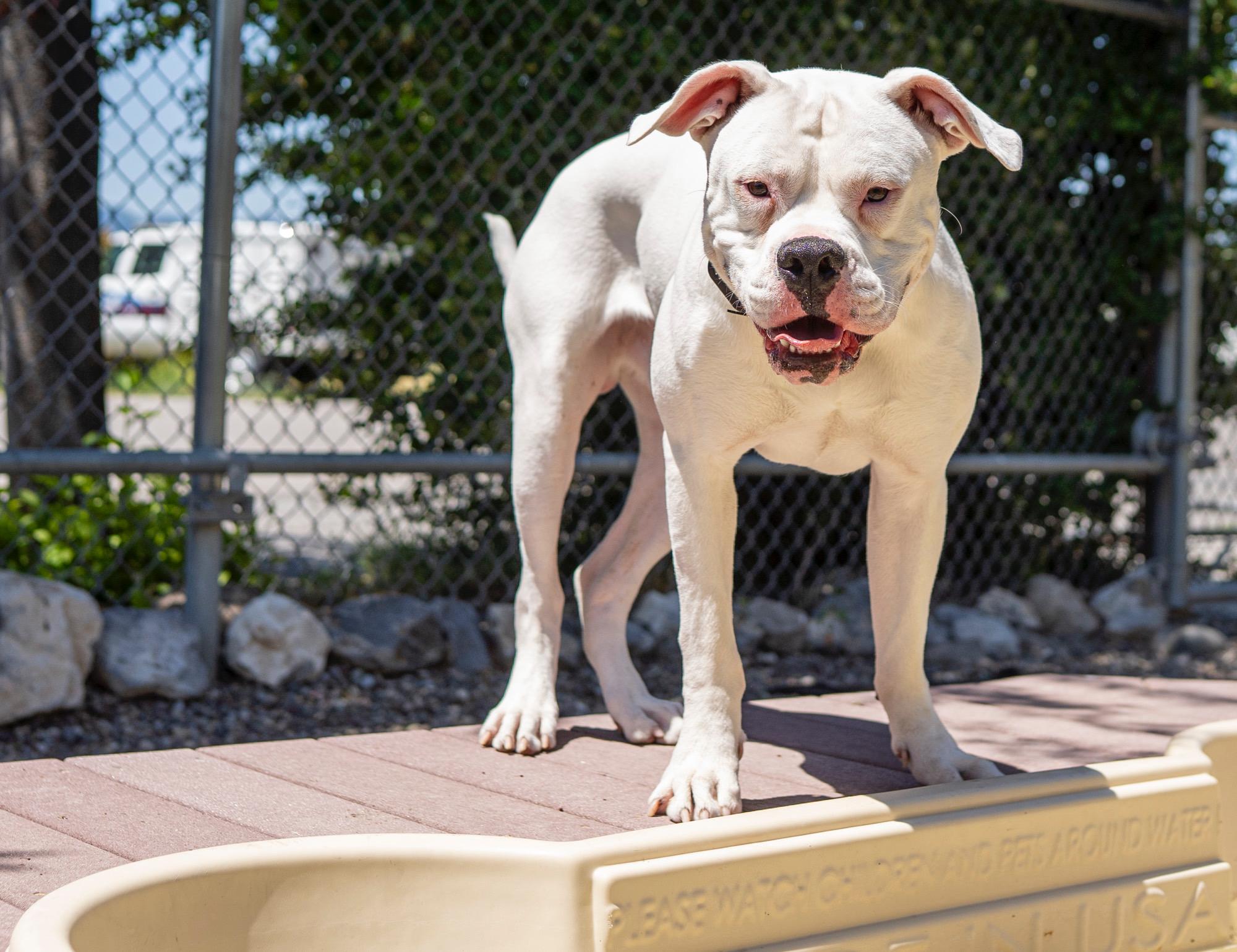 Casper, an adoptable Pit Bull Terrier in Jackson, WY, 83002 | Photo Image 2