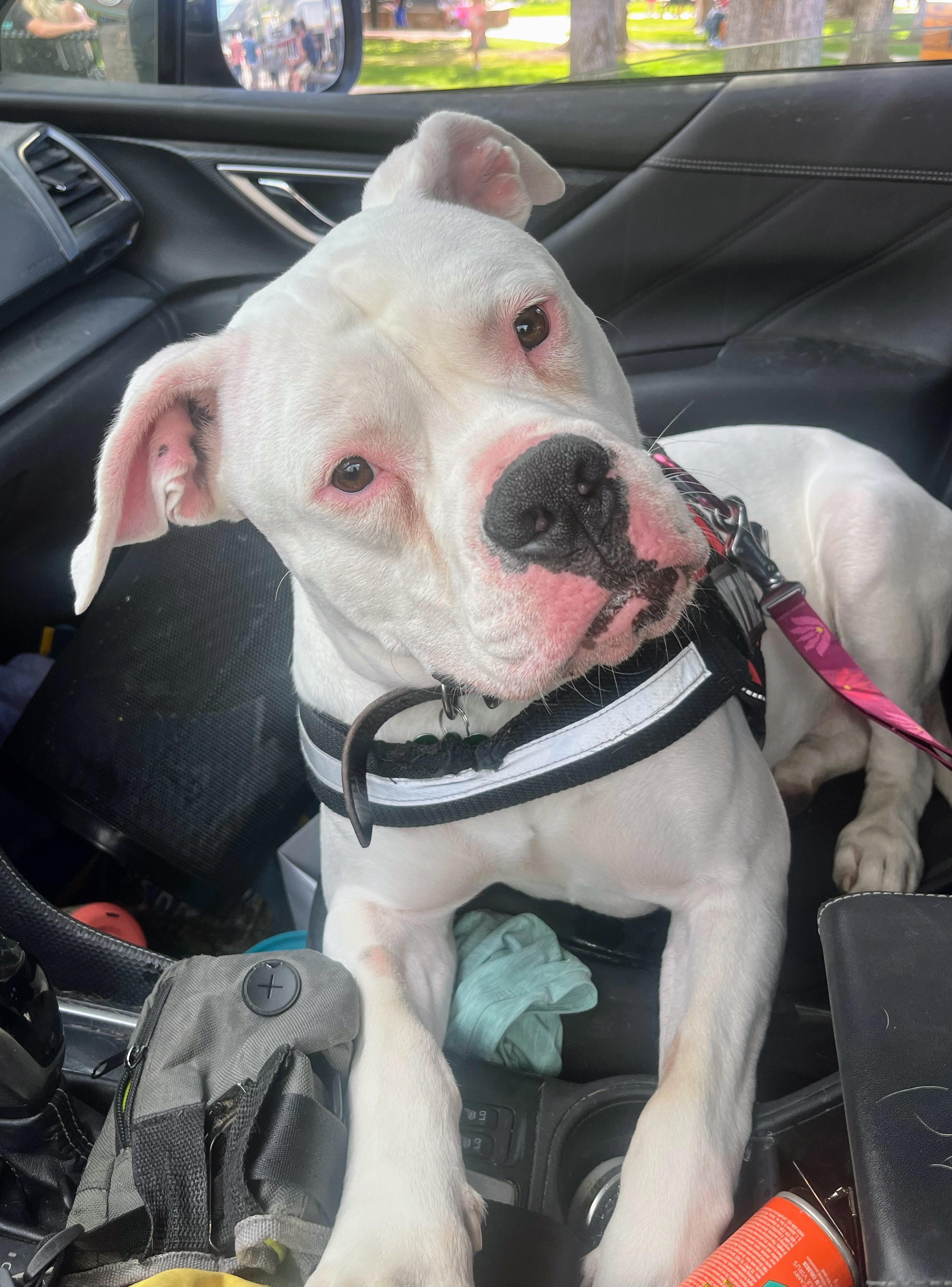 Casper, an adoptable Pit Bull Terrier in Jackson, WY, 83002 | Photo Image 3