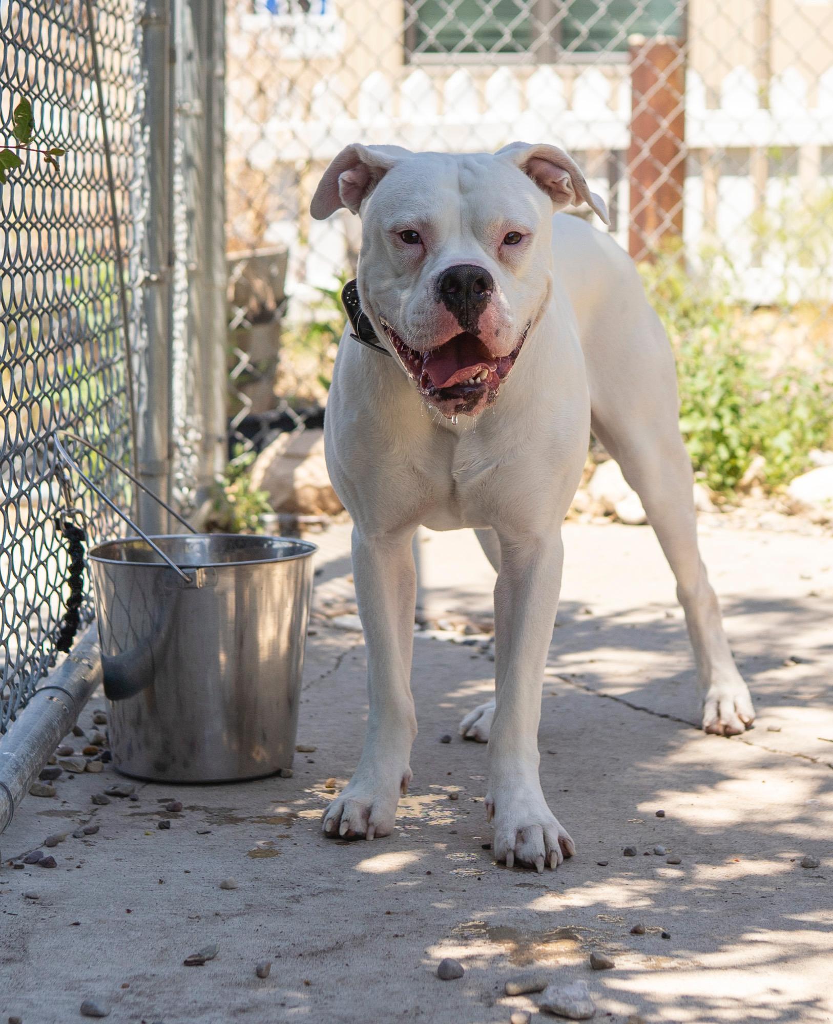 Casper, an adoptable Pit Bull Terrier in Jackson, WY, 83002 | Photo Image 4