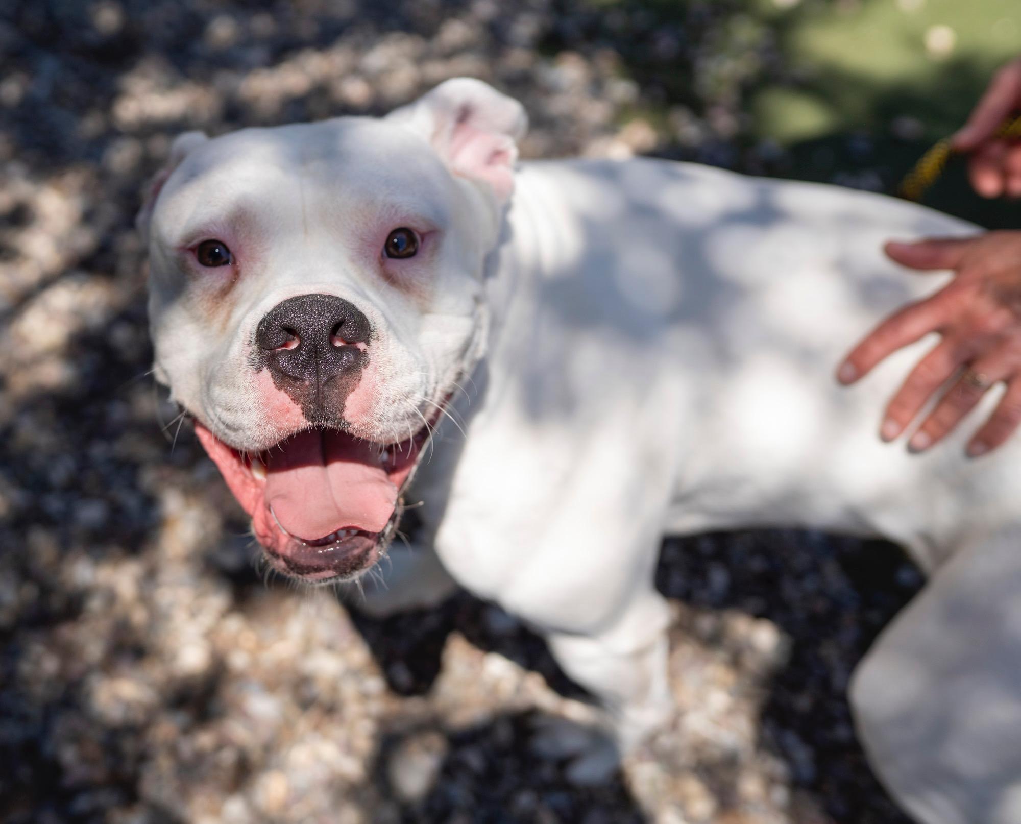 Casper, an adoptable Pit Bull Terrier in Jackson, WY, 83002 | Photo Image 5