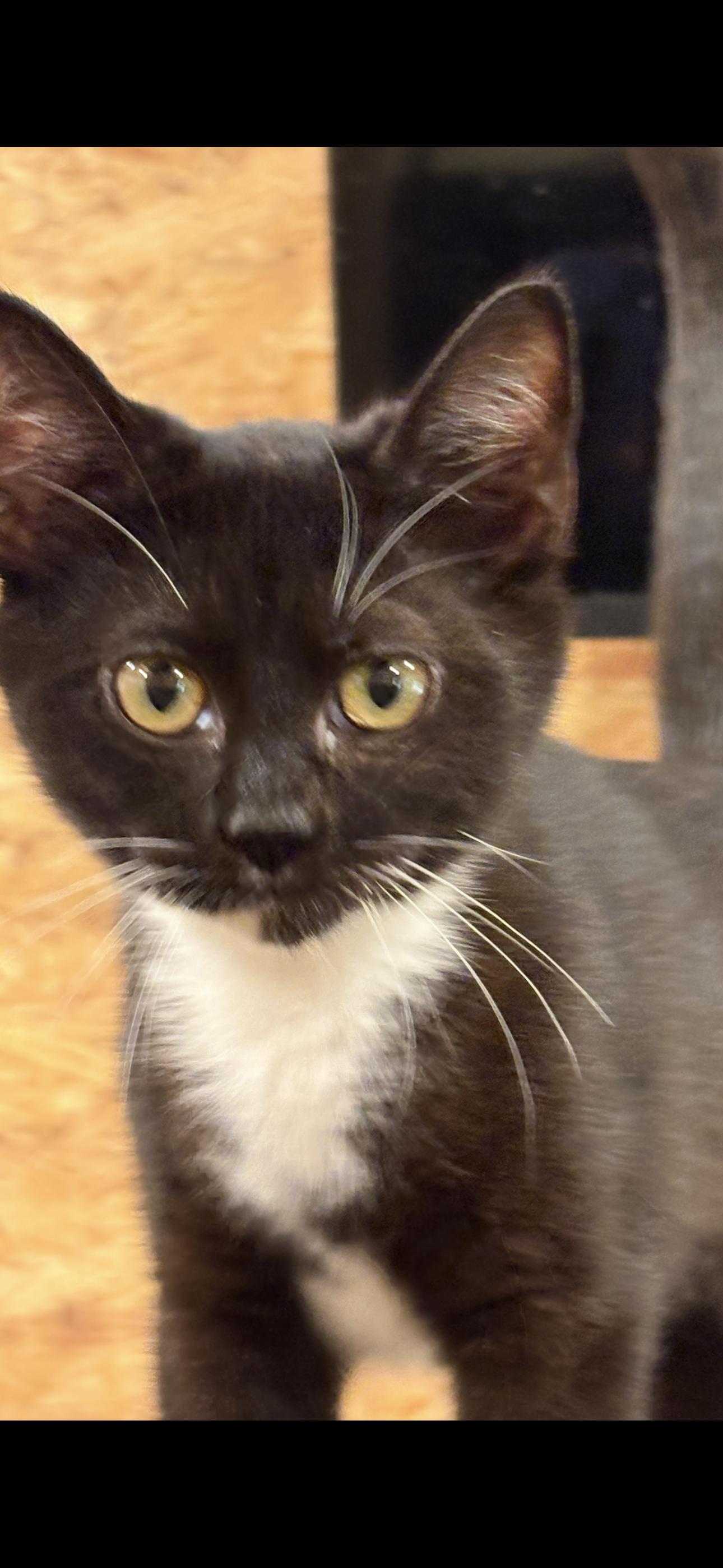 Ricki, a Adoptable Domestic Short Hair in Sneads Ferry, NC image 2/6