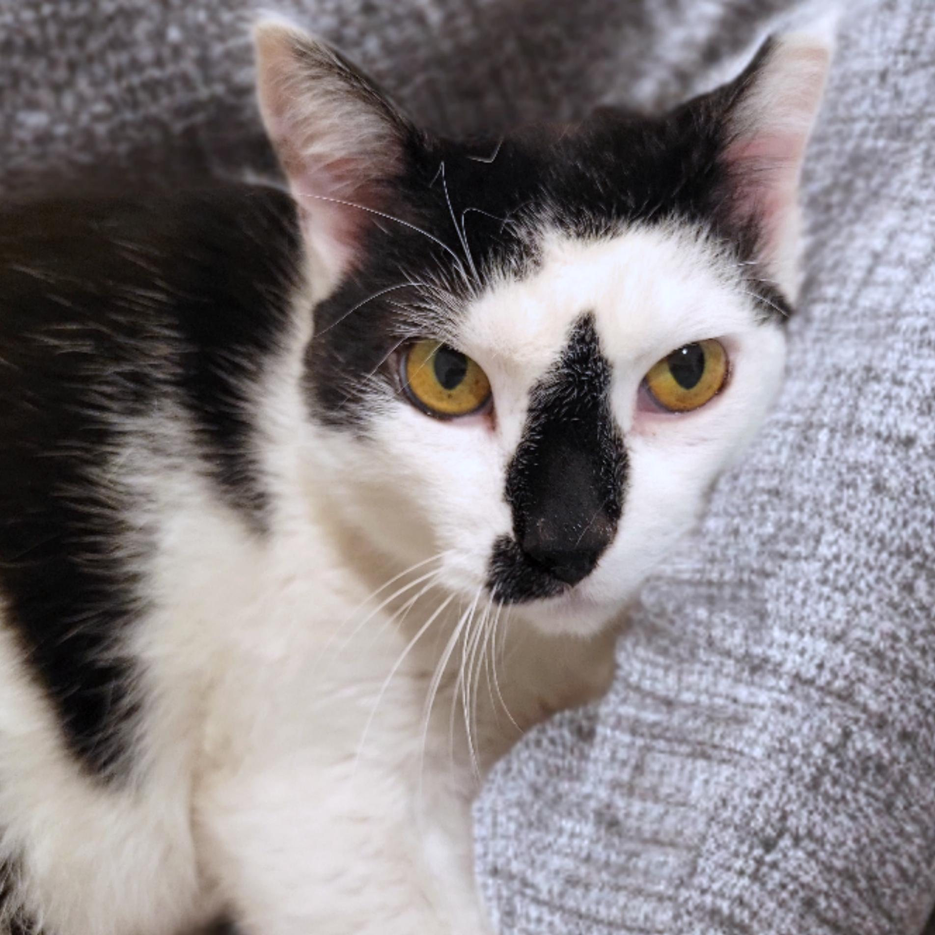 Mr. Black and White (aka Smudge), Adoptable, Senior Male American Shorthair.
