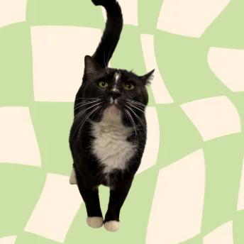 Enlarge Peanut (Chow Hound Grand Haven), a Adoptable Domestic Short Hair in West Olive, MI image 1/1