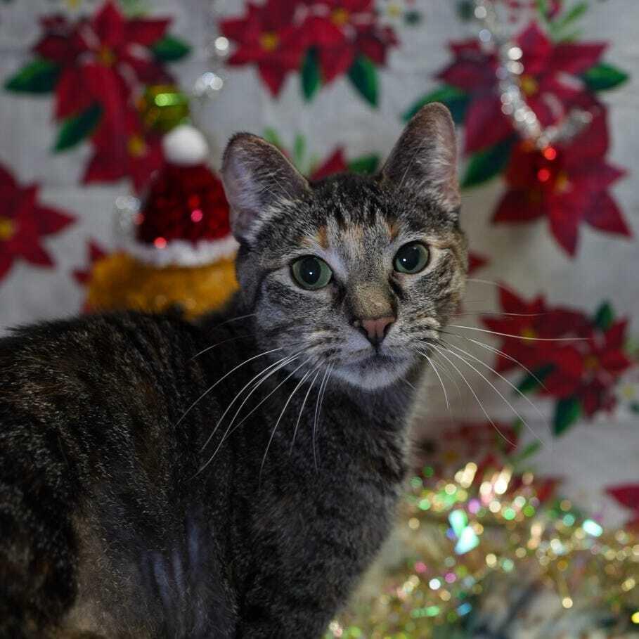 Mercedes, Adoptable, Young Female Domestic Short Hair.