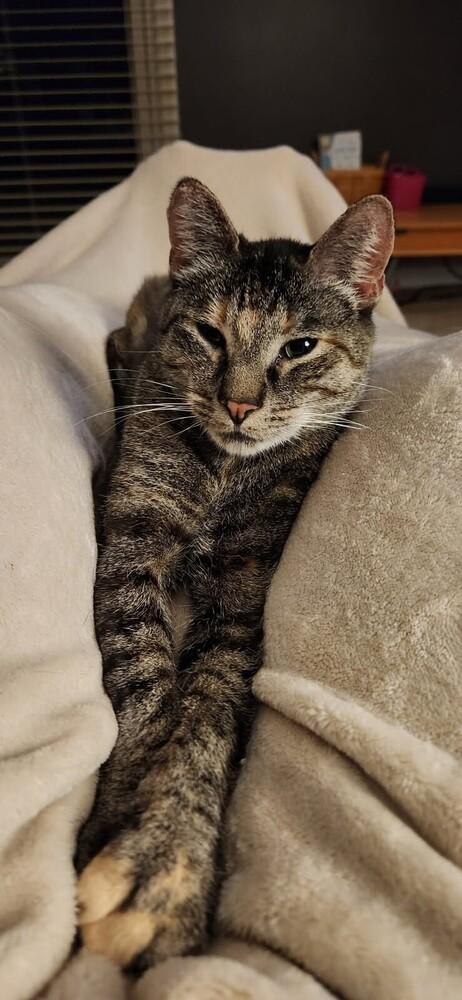 Mercedes, a Adoptable Domestic Short Hair in Wheaton, IL image 2/6