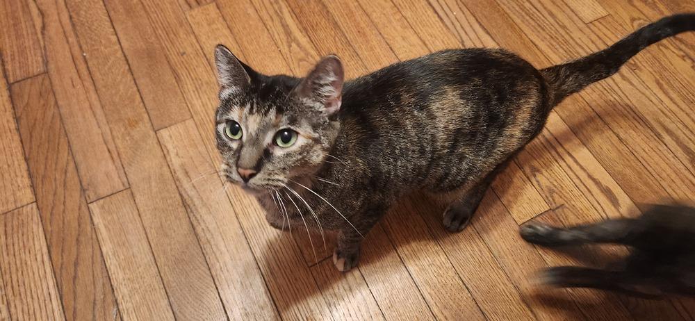 Mercedes, a Adoptable Domestic Short Hair in Wheaton, IL image 3/6