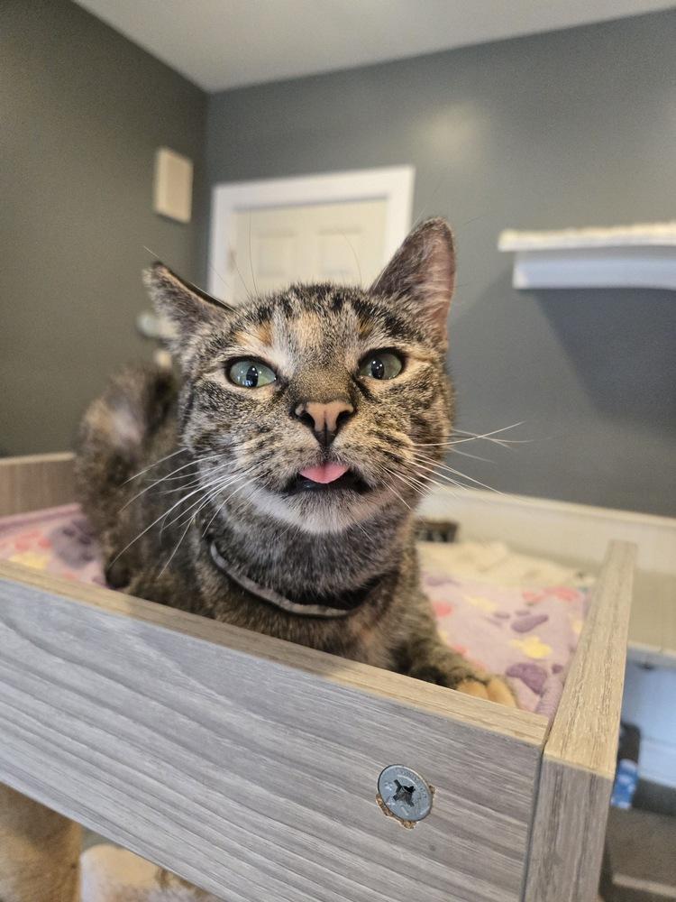 Mercedes, a Adoptable Domestic Short Hair in Wheaton, IL image 4/6