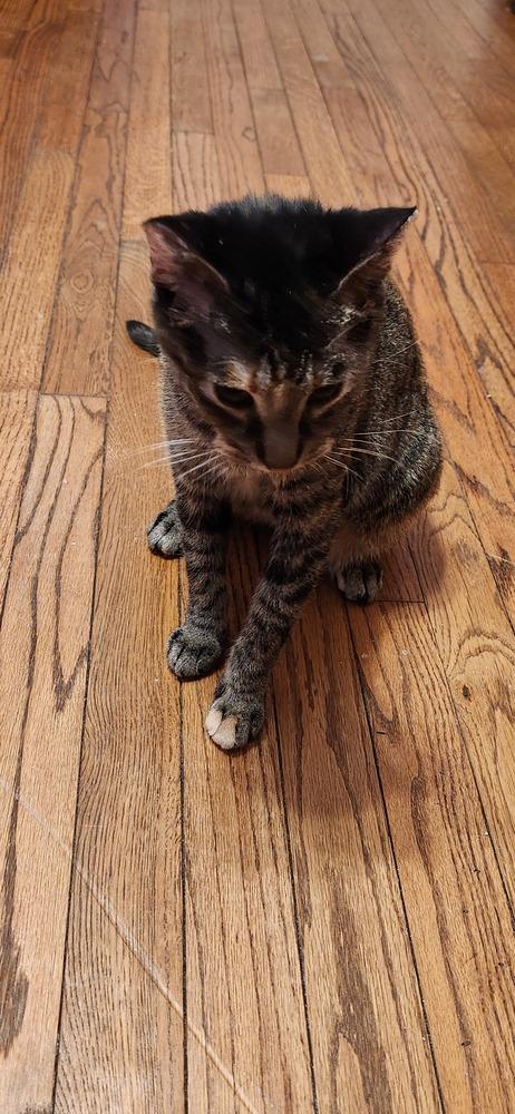 Mercedes, a Adoptable Domestic Short Hair in Wheaton, IL image 5/6