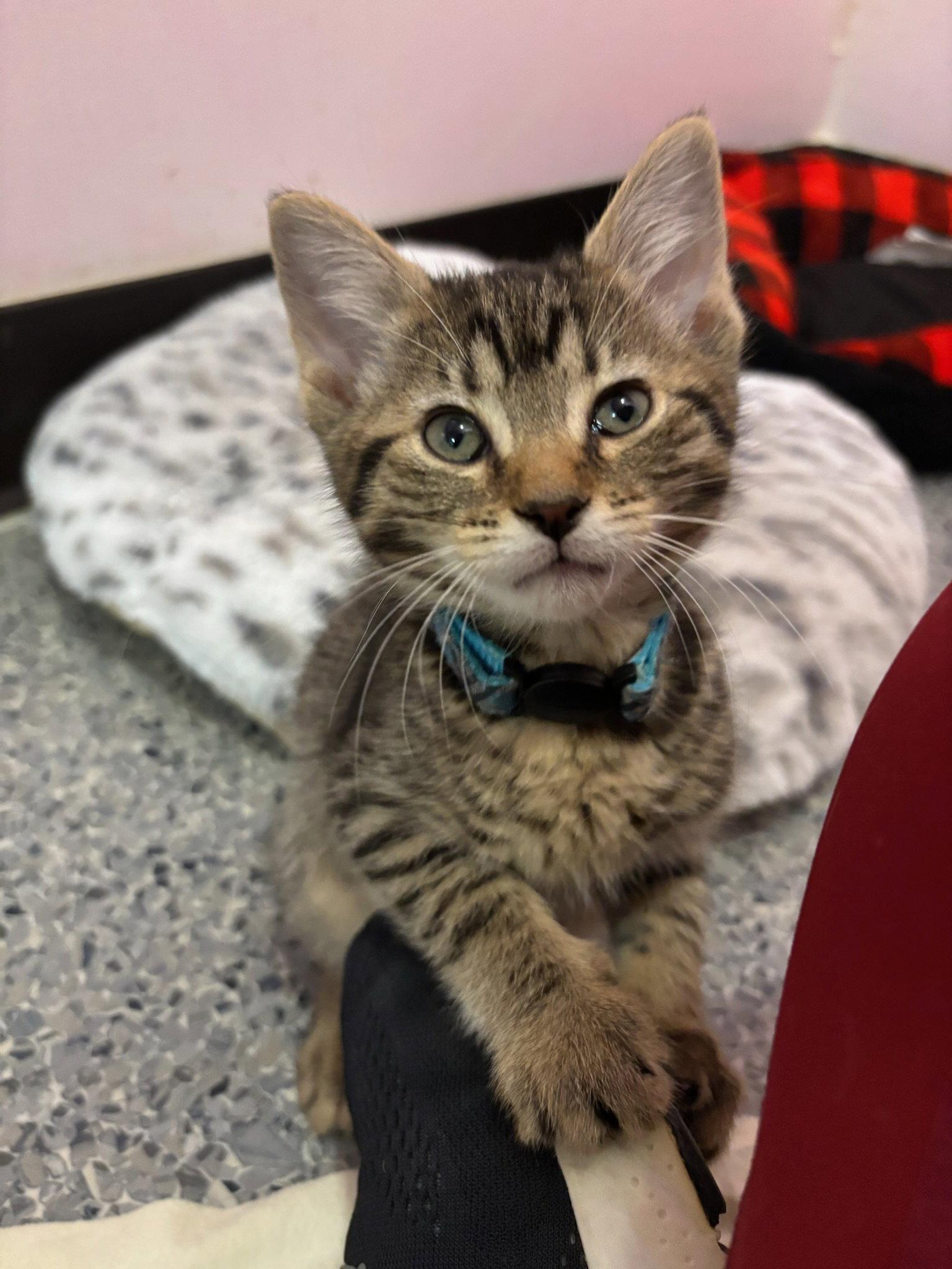 Enlarge Nidalee, a Adoptable Domestic Short Hair in Hopewell, VA image 1/1