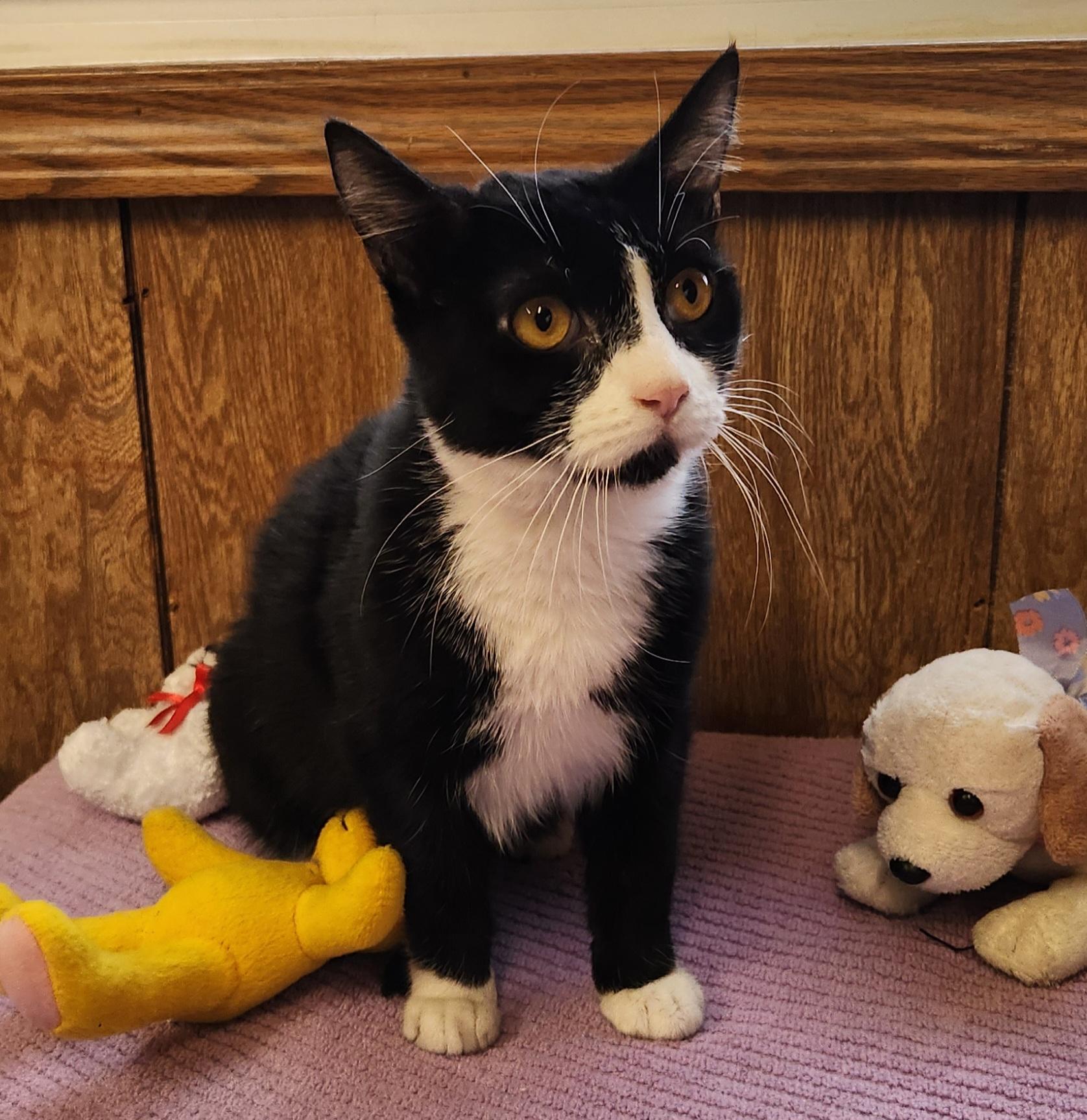 Enlarge Spanky, a ADOPTABLE Tuxedo in Linden, NJ image 5/6