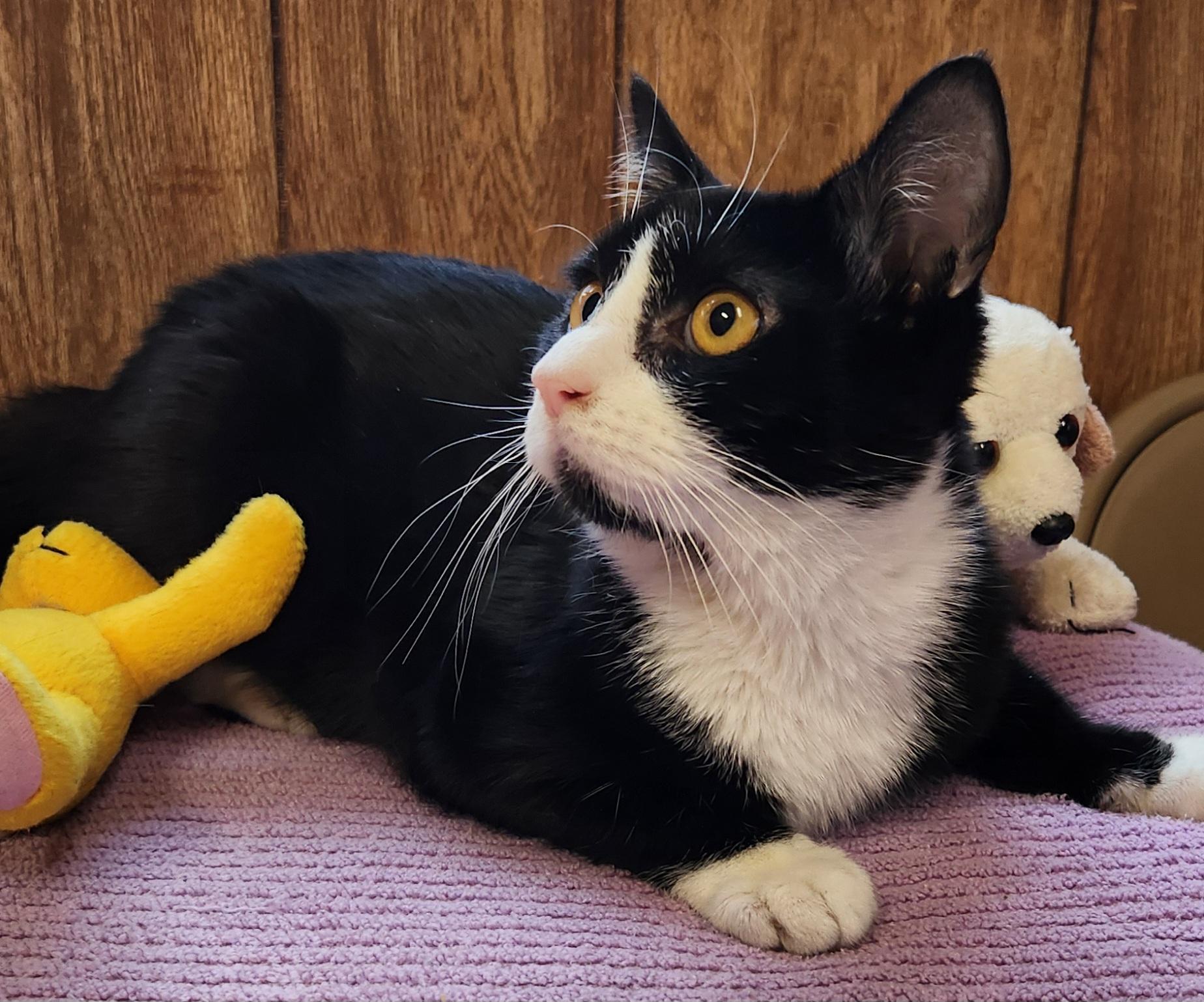 Enlarge Spanky, a ADOPTABLE Tuxedo in Linden, NJ image 6/6