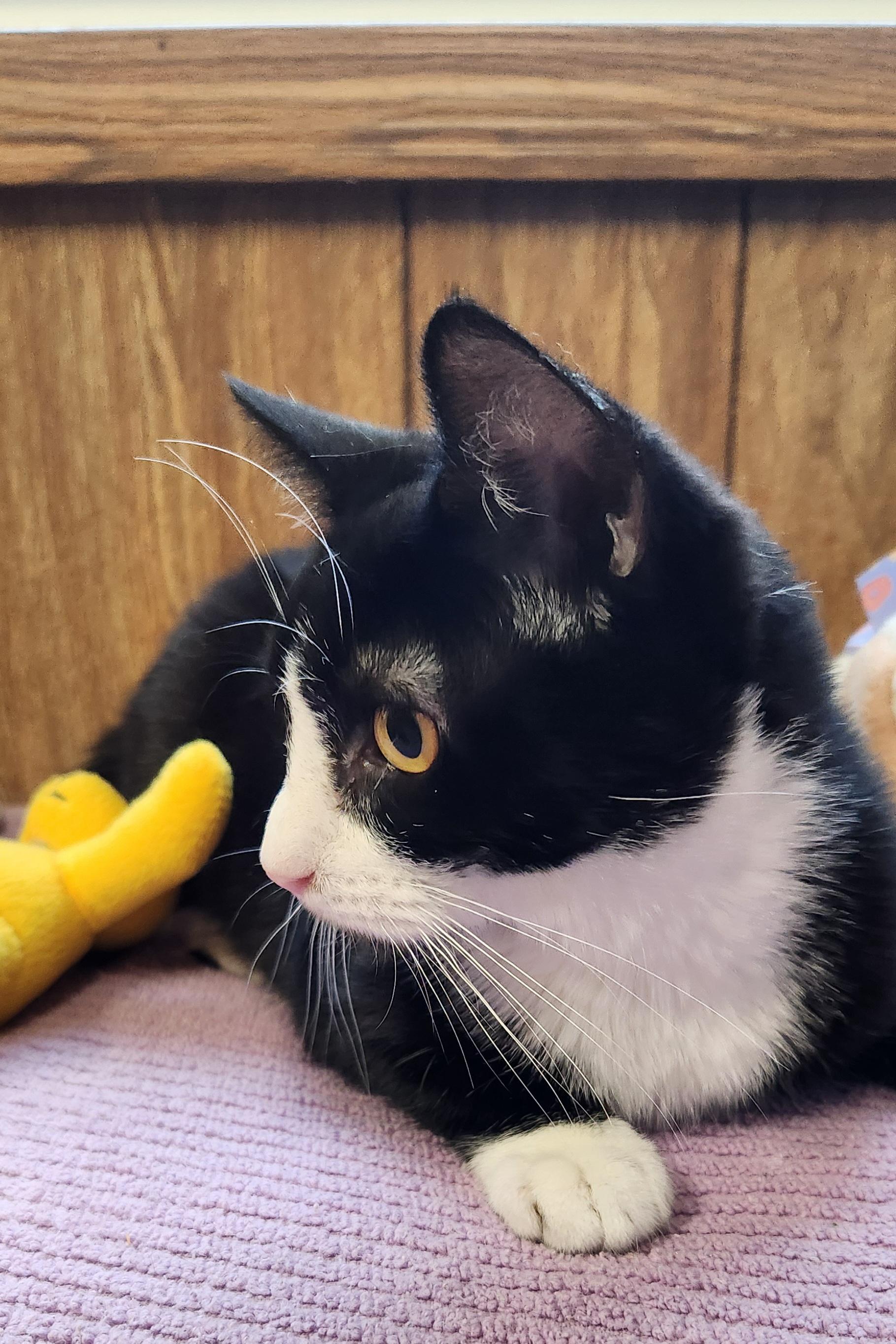 Enlarge Spanky, a ADOPTABLE Tuxedo in Linden, NJ image 2/6