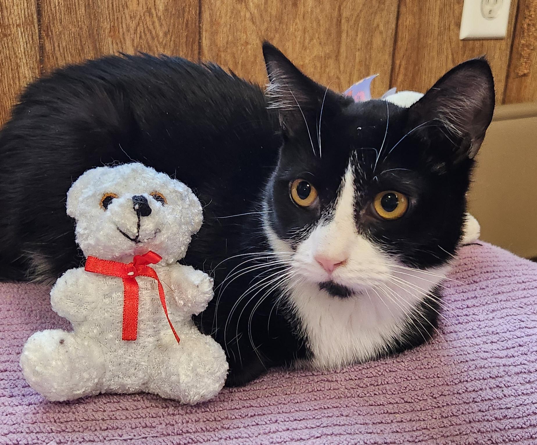 Spanky, ADOPTABLE, Kitten Male Tuxedo.