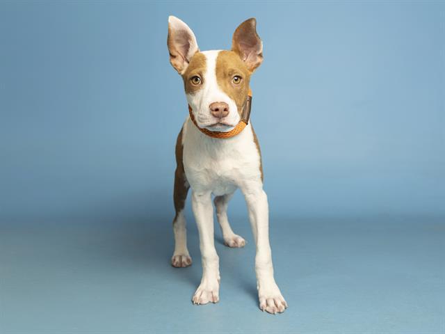 CINNAMON, Adoptable, Young Male Australian Cattle Dog / Blue Heeler.