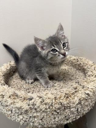 Enlarge Matcha, a ADOPTABLE Domestic Short Hair in Neenah, WI image 1/1