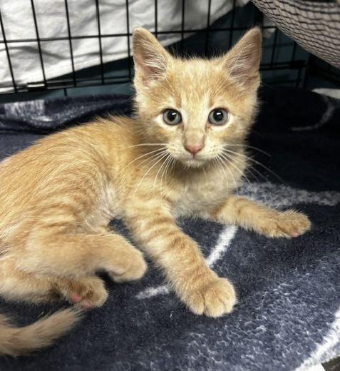 Enlarge Mia, an adopted Domestic Short Hair in Lafayette, LA image 4/5