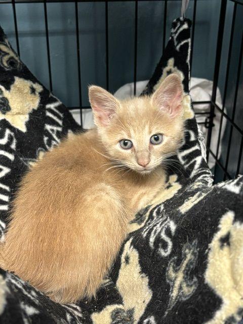 Enlarge Mia, an adopted Domestic Short Hair in Lafayette, LA image 3/5