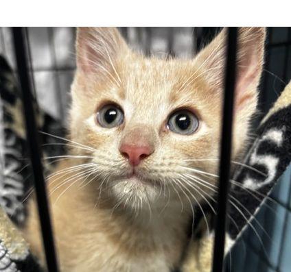 Enlarge Mia, an adopted Domestic Short Hair in Lafayette, LA image 1/5