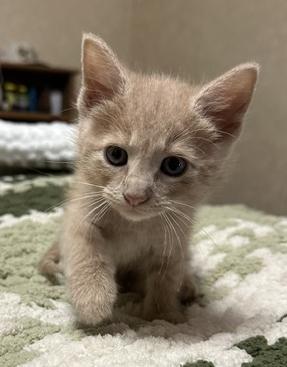 Enlarge Mia, an adopted Domestic Short Hair in Lafayette, LA image 2/5