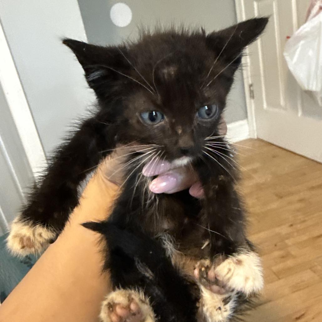 Gia, Adoptable, Kitten Female Domestic Short Hair.