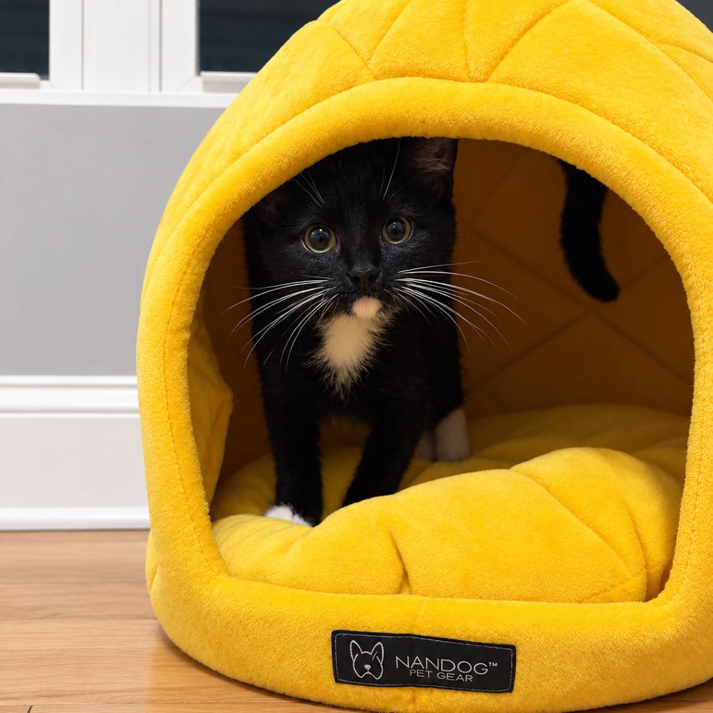 Enlarge Gia, a Adoptable Domestic Short Hair in Pasadena , MD image 2/3