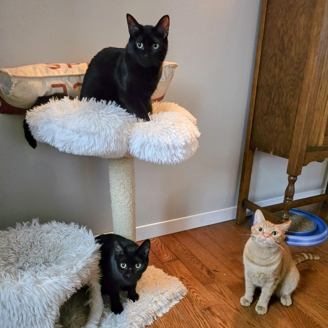 Bailey and Binx, a Adoptable Domestic Short Hair in Lucknow, ON image 4/6