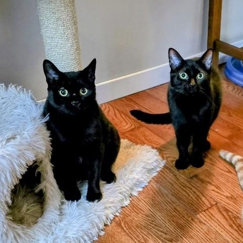 Bailey and Binx, a Adoptable Domestic Short Hair in Lucknow, ON image 1/6