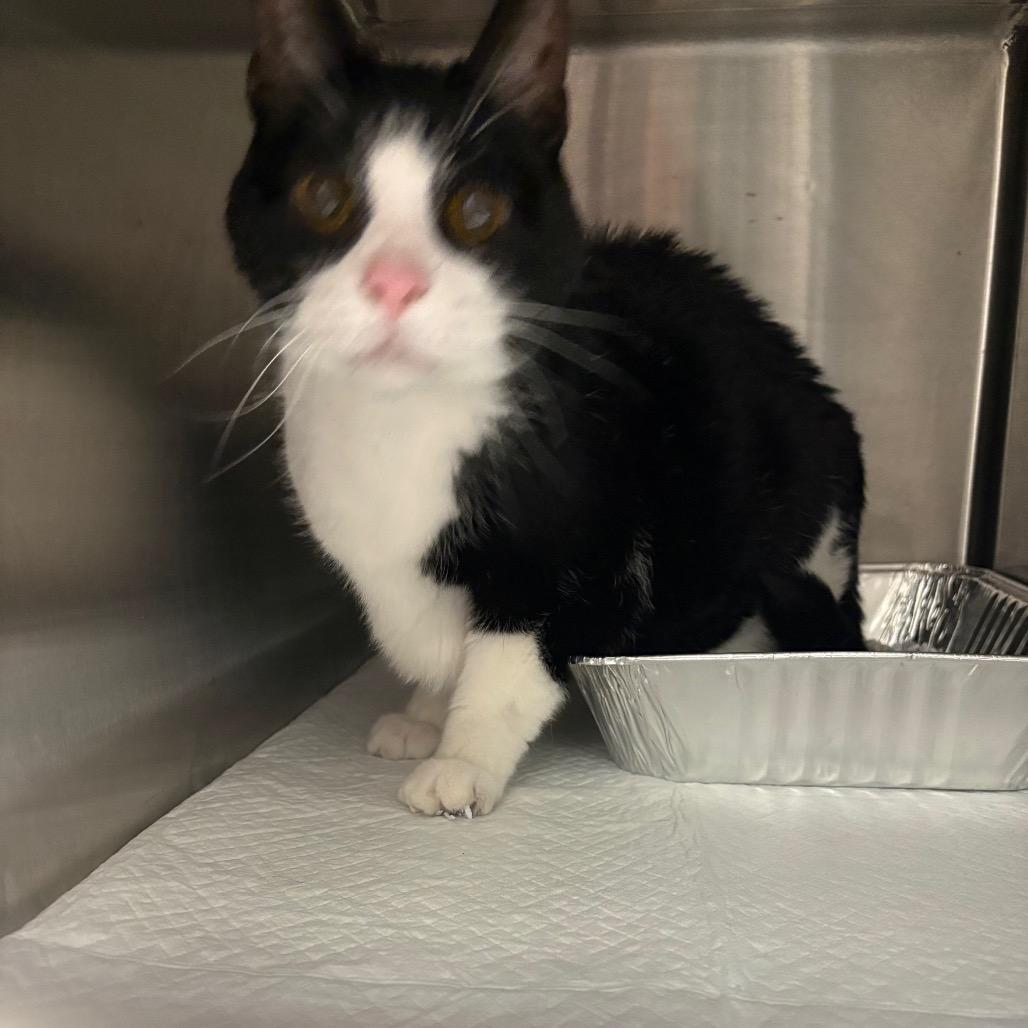 Enlarge Dede, a Adoptable Domestic Short Hair in Milton, FL image 1/2