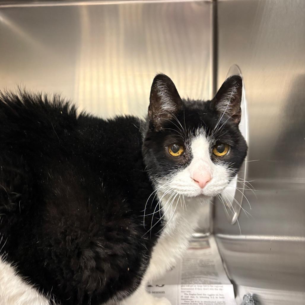 Enlarge Dede, a Adoptable Domestic Short Hair in Milton, FL image 2/2