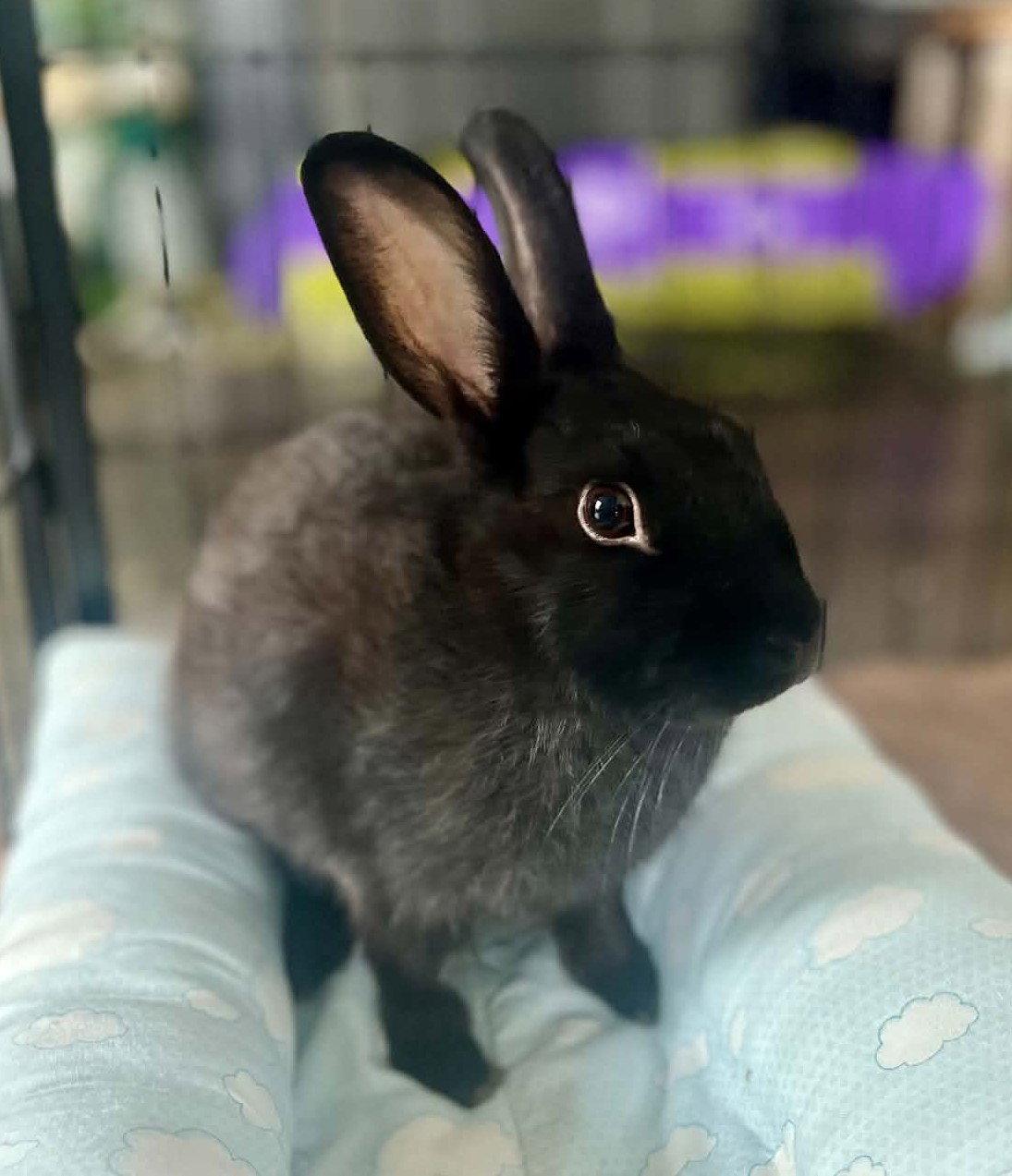 Storm, Adoptable, Young Female Bunny Rabbit.