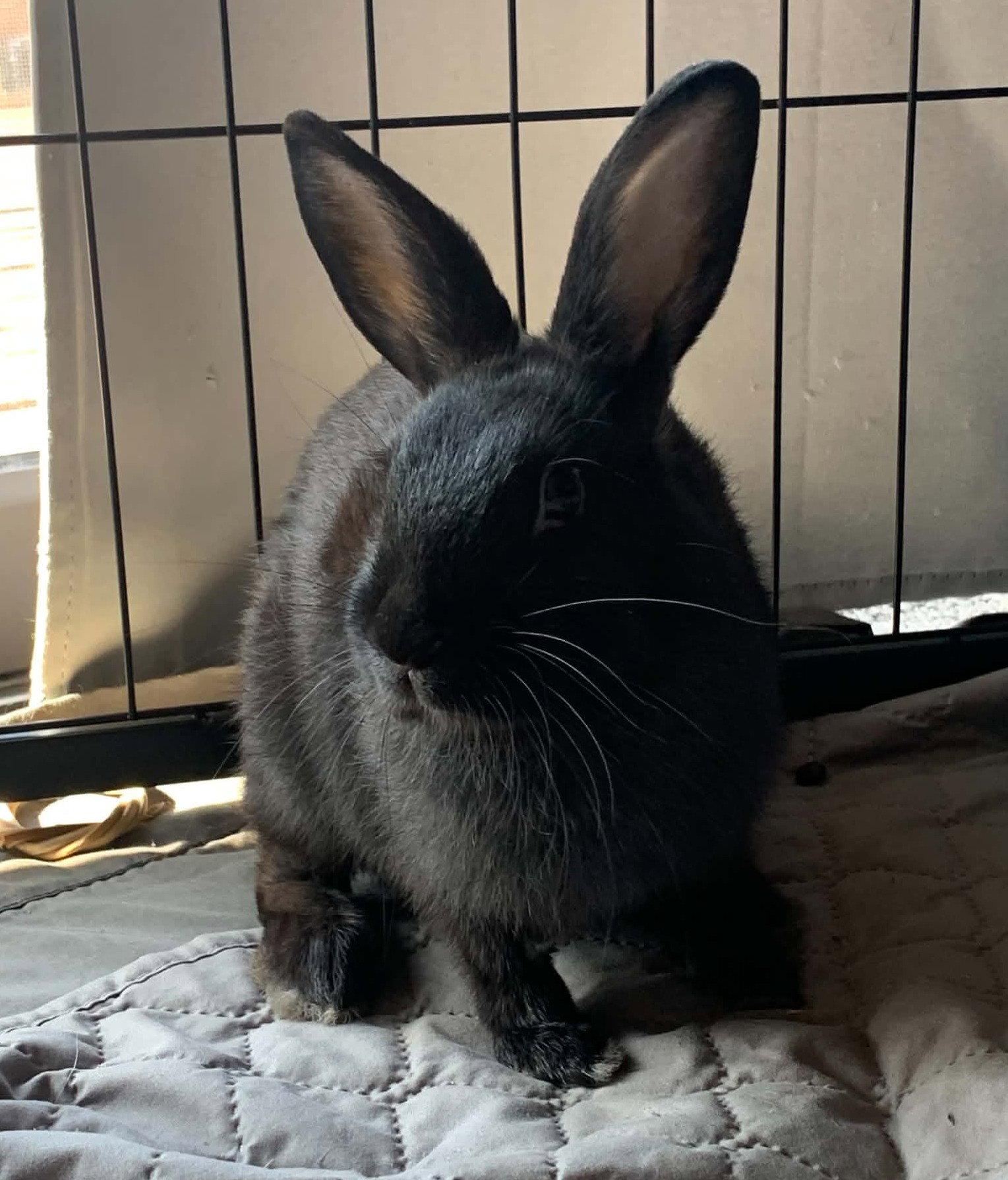 Enlarge Storm, a Adoptable Bunny Rabbit in Milwaukie, OR image 2/3