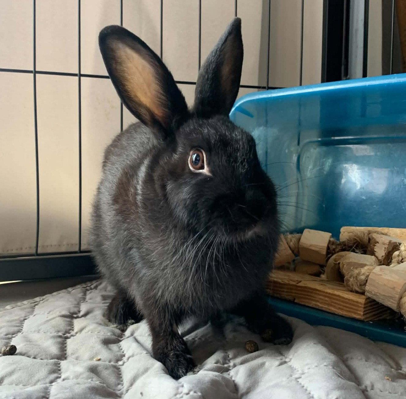 Enlarge Storm, a Adoptable Bunny Rabbit in Milwaukie, OR image 3/3