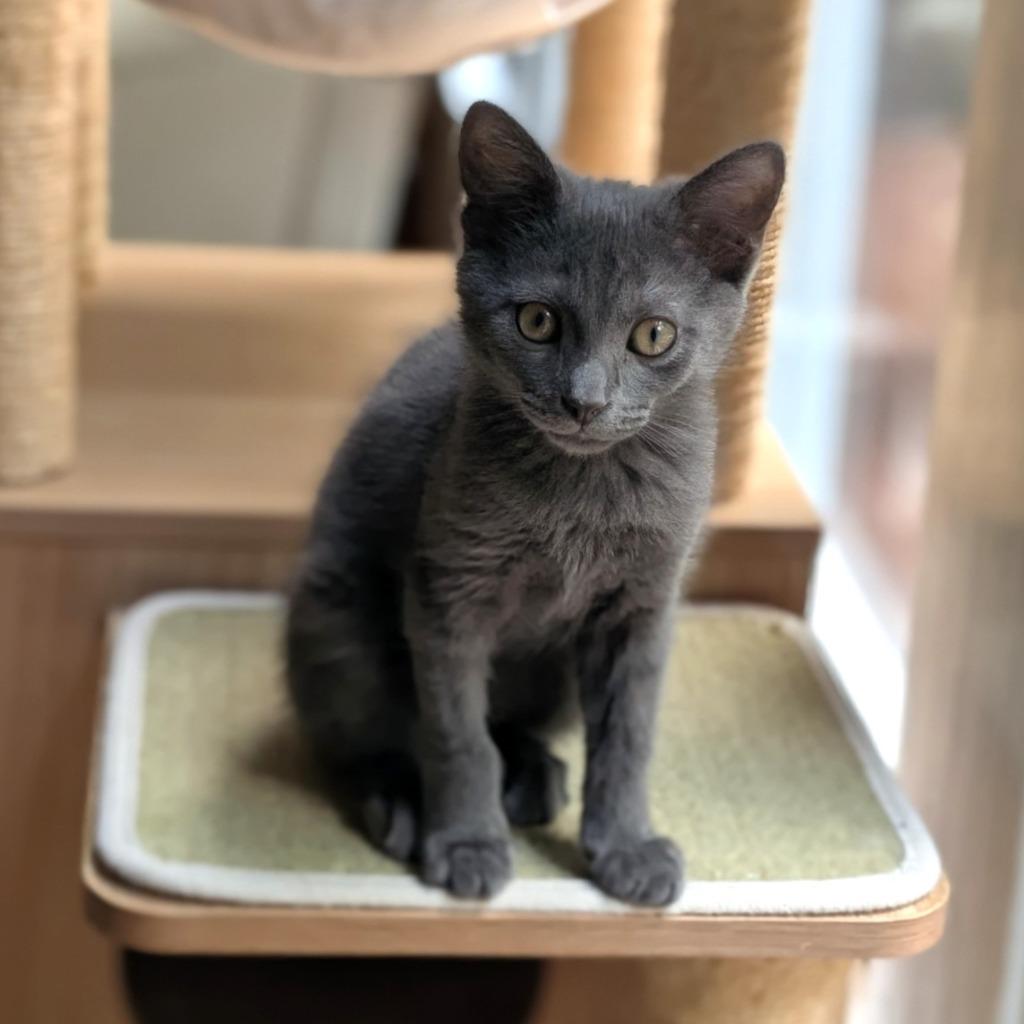 Enlarge Macaroon26, a Adoptable mixed breed in Youngsville, NC image 1/4