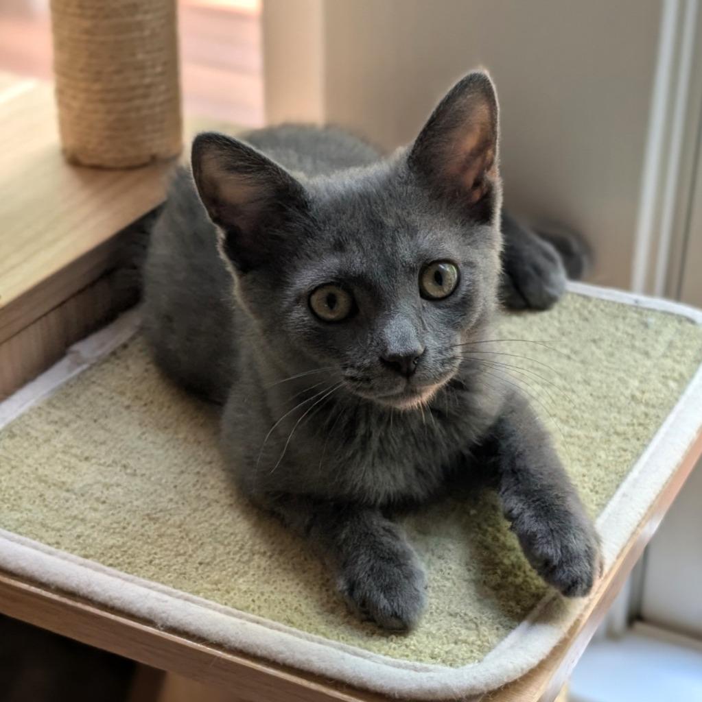 Enlarge Macaroon26, a Adoptable mixed breed in Youngsville, NC image 2/4
